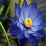 Lotus Blue P-Nymphea cerulea Ž S
